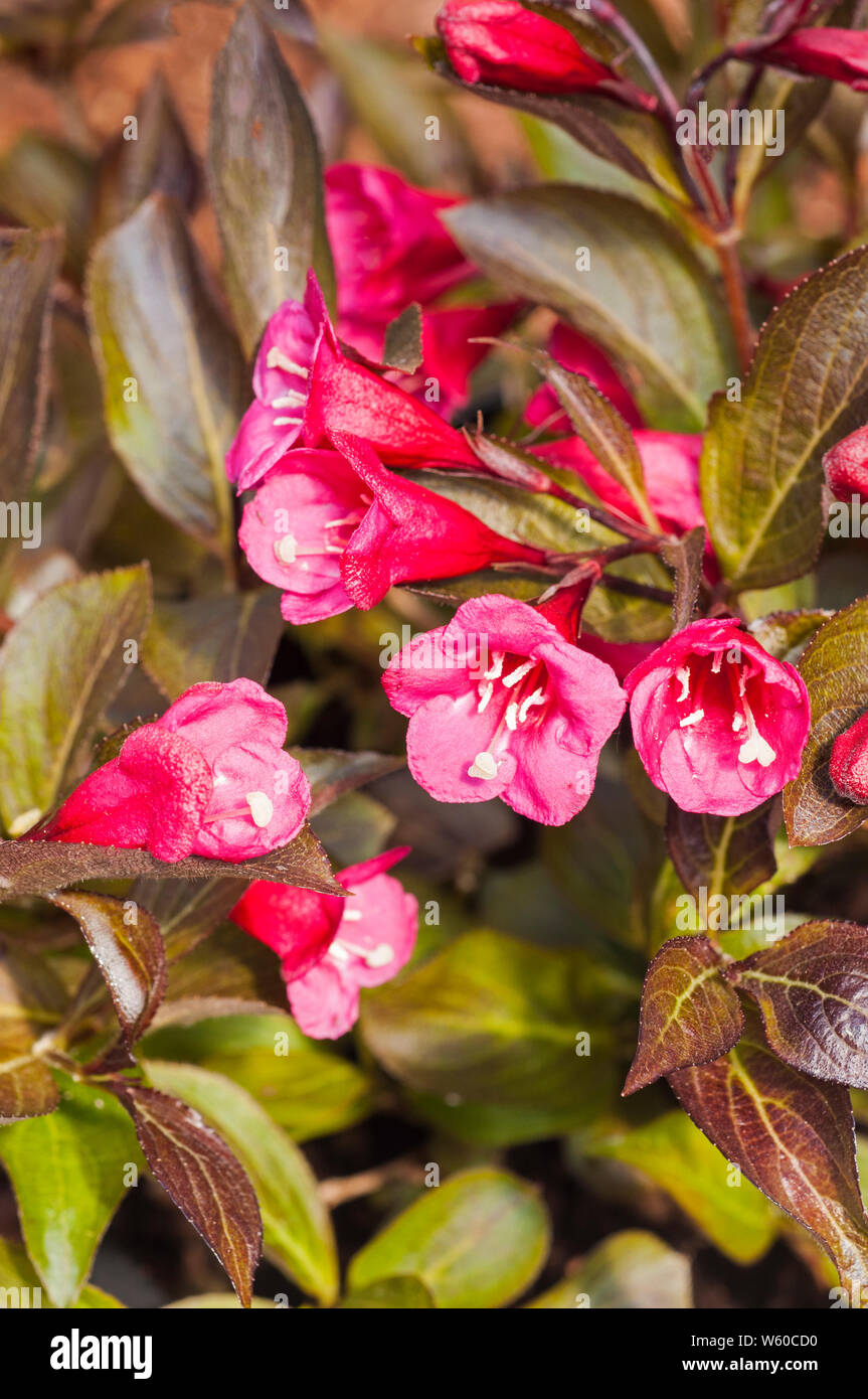 Weigela florida Wine and Roses Alexandra a deciduous shrub with flowers