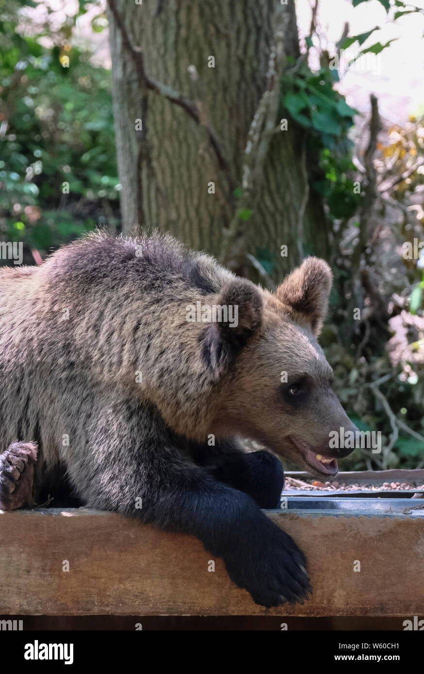 New Bear habitat at Bristol Zoo’s Wild Place, Bristol, UK. A young Brown or Grizzly Bear, (ursus arctos arctos) is pictured. Stock Photo
