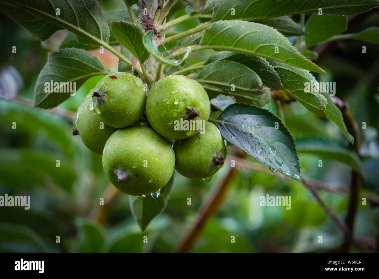 An apple is a sweet, edible fruit produced by an apple tree (Malus domestica). Stock Photo