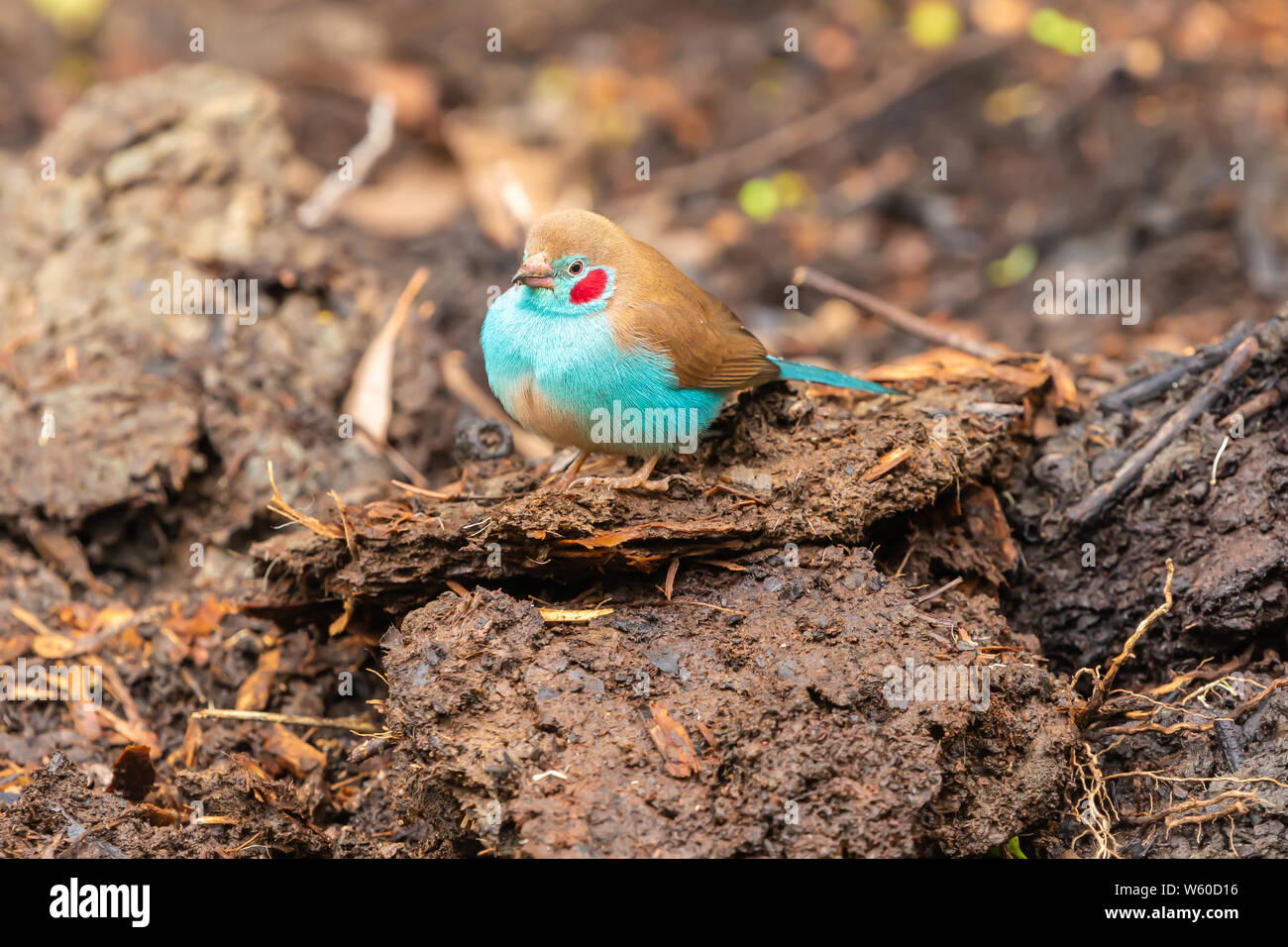 Red-cheeked cordon-bleu bird (Uraeginthus bengalus) pirched on ground in profile, Nanyuki, Kenya. Stock Photo