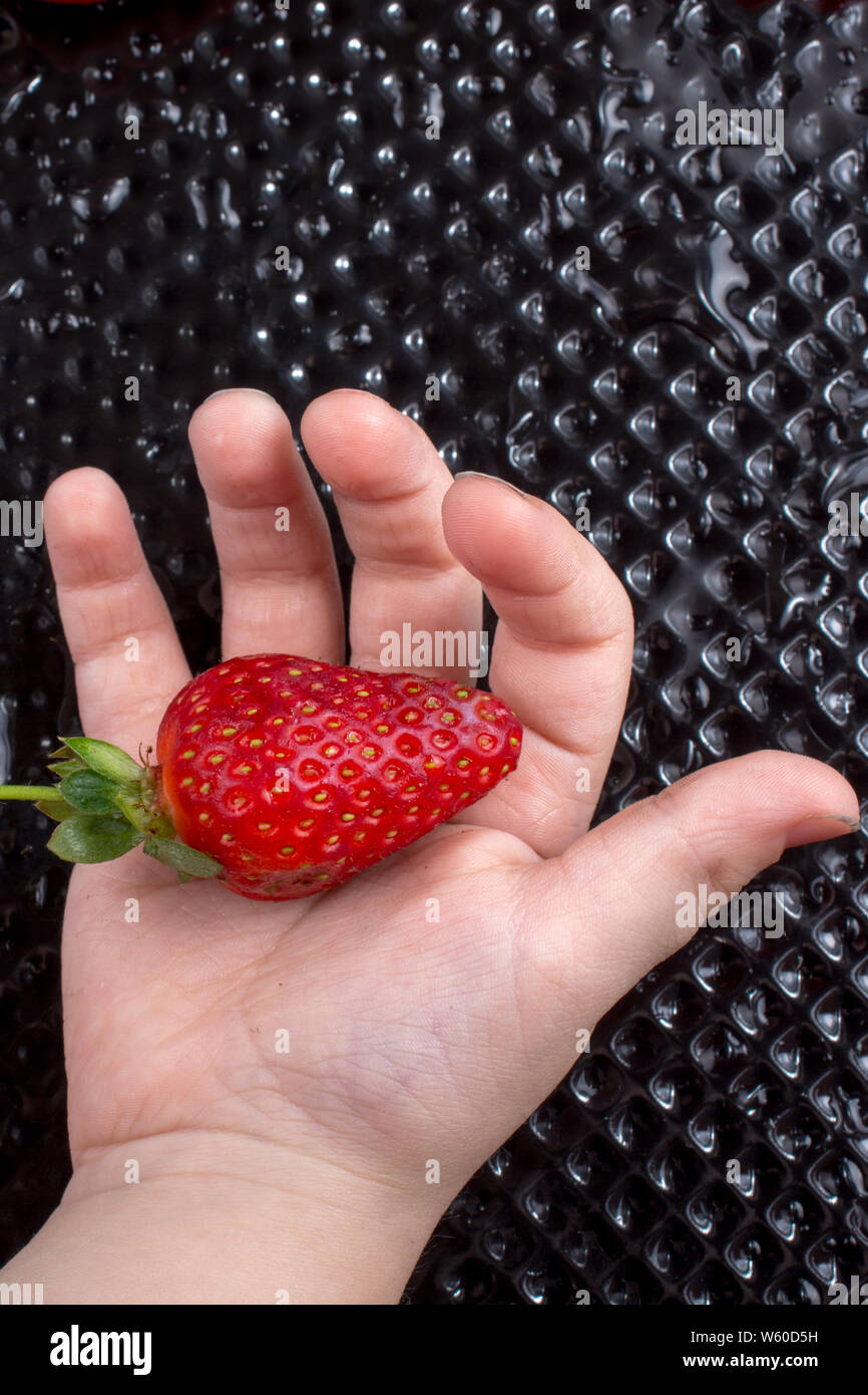 Juicy, sweet and ripe strawberry fruit in hand Stock Photo - Alamy