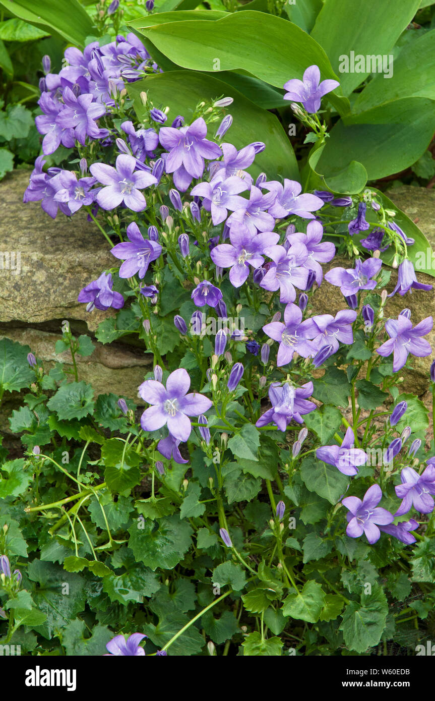 Campanula poscharskyana or Bellflower a vigorous perennial with purple flowers trailing down a stone wall Stock Photo