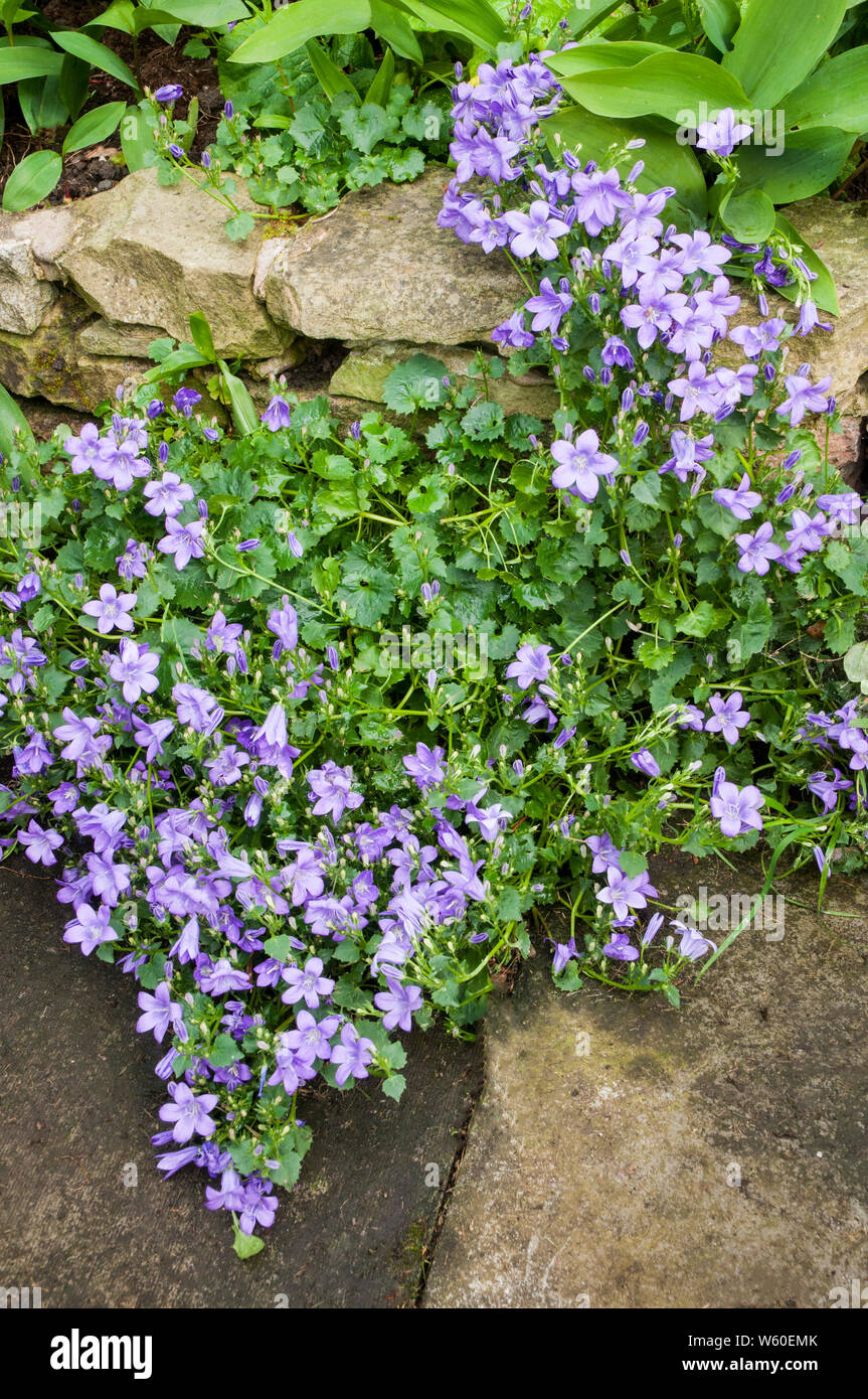 Campanula poscharskyana or Bellflower a vigorous perennial with purple flowers trailing down a stone wall Stock Photo