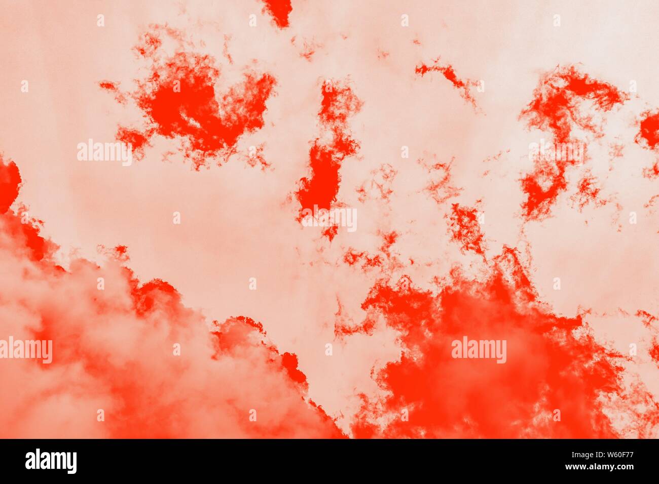 Red coral gradient color. Red paint in water, abstract patchy