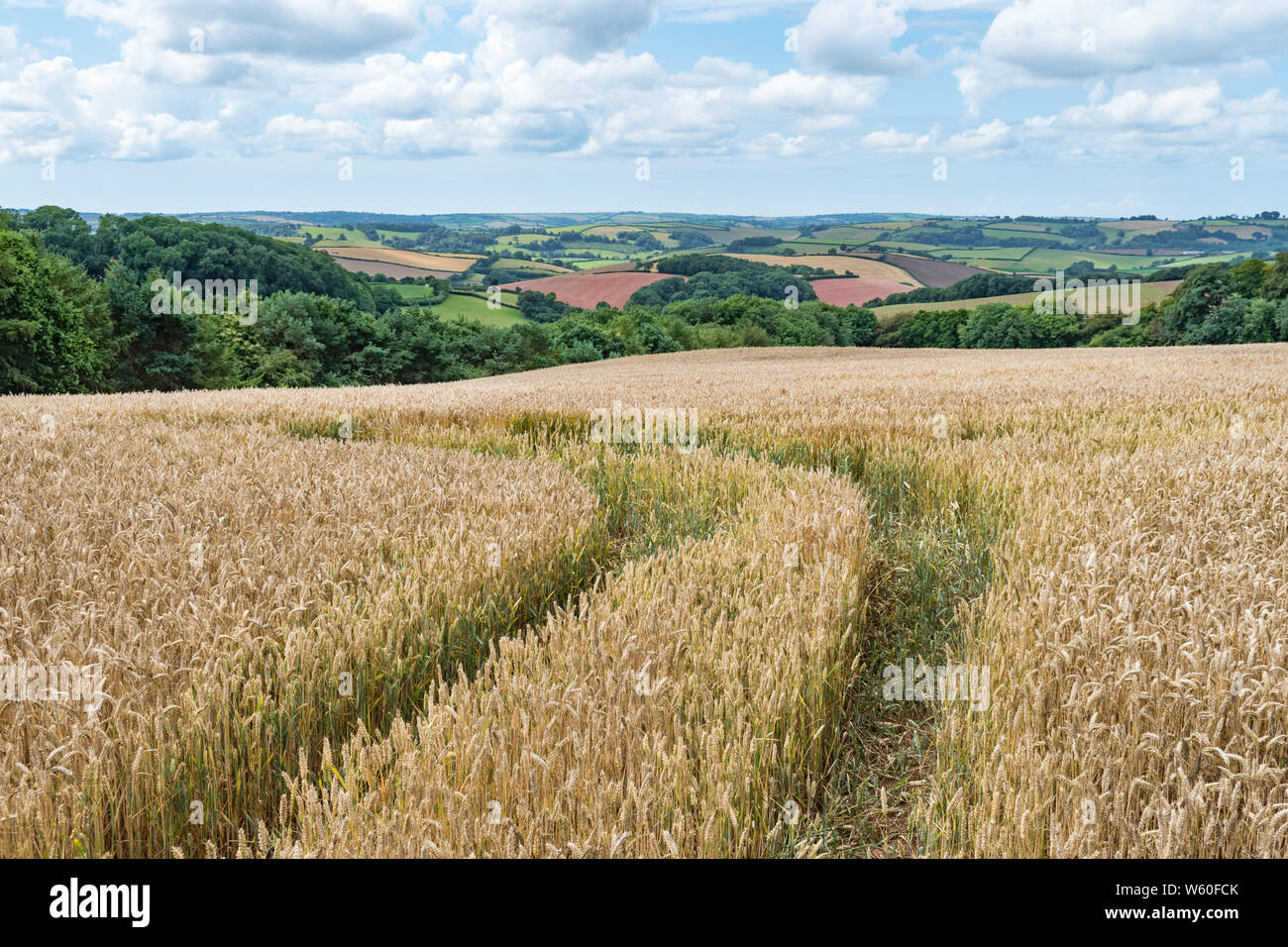 Tracks running off through a golden corn field with views across colourful fields in the Devonshire countryside on a bright summers day. Stock Photo
