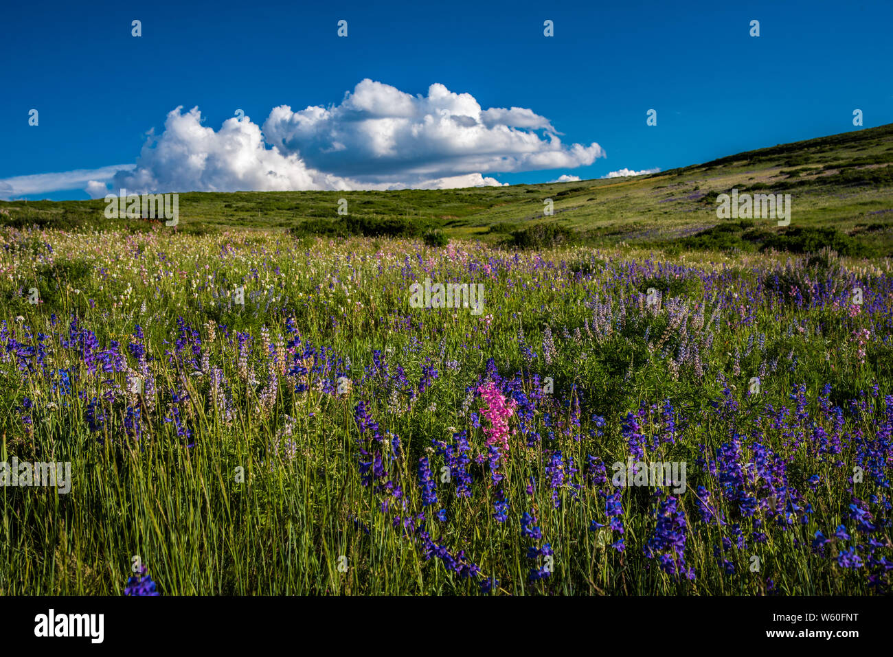 Varieties of wildflowers hi-res stock photography and images - Alamy