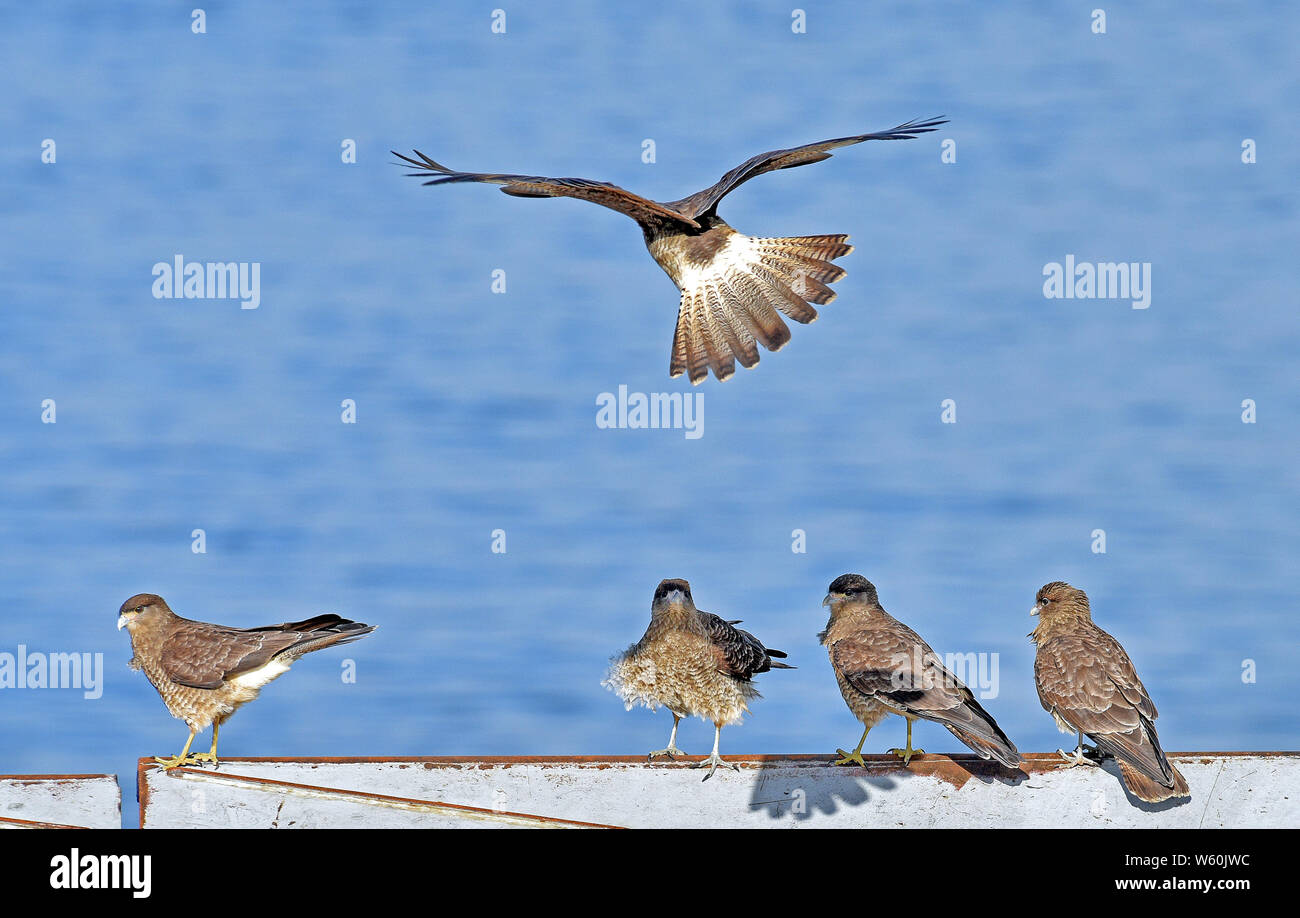 Fauna chilena hi-res stock photography and images - Alamy