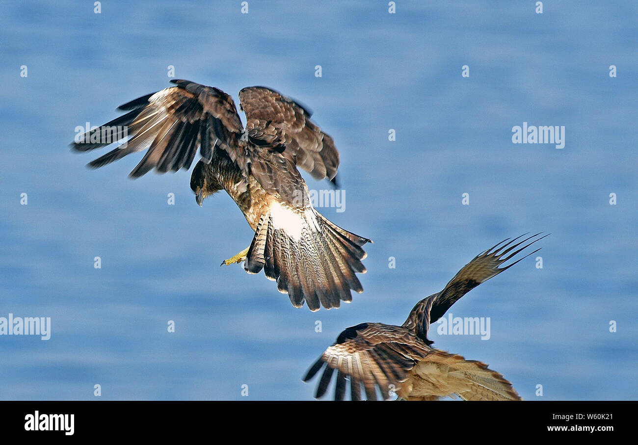 Fauna chilena hi-res stock photography and images - Alamy