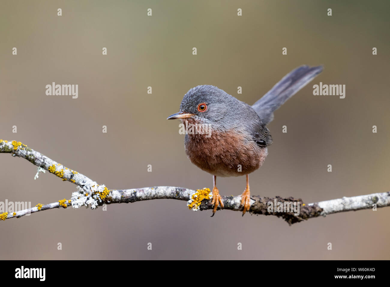 Dartford warbler, (Sylvia undata), perched on a branch of a tree. Spain Stock Photo