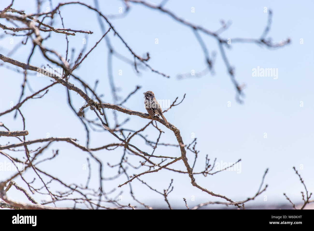 Small song bird perched on tree branches in Nantucket. Stock Photo