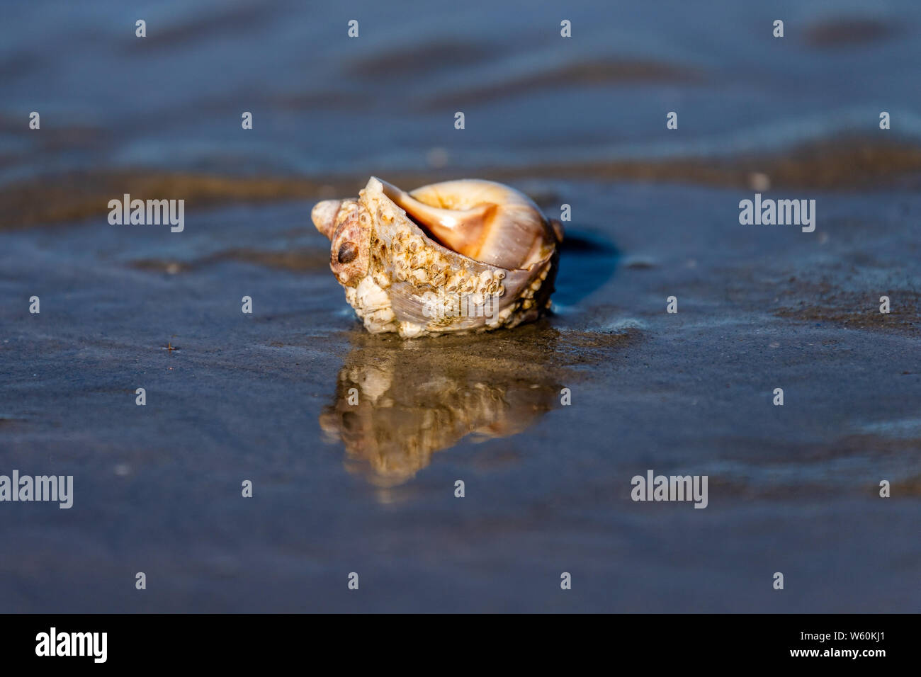 Sea shell isolated during low tide on the shoreline of Nantucket Stock ...