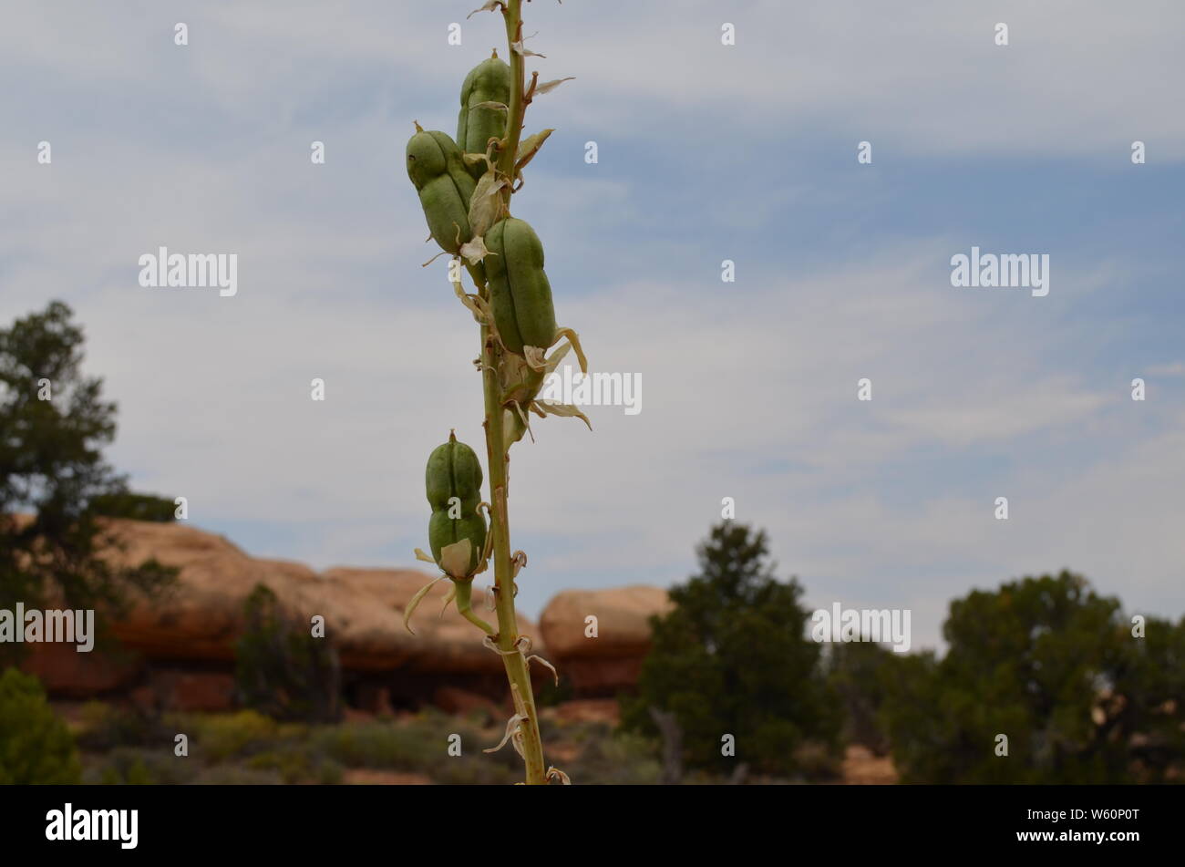 Summer in Southern Utah: Yucca Seed Pods Stock Photo
