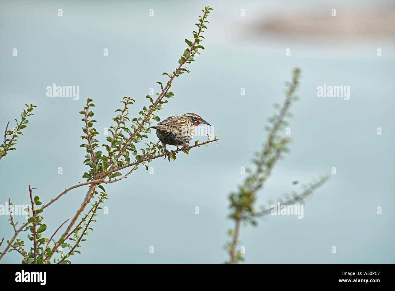 Fauna chilena hi-res stock photography and images - Alamy