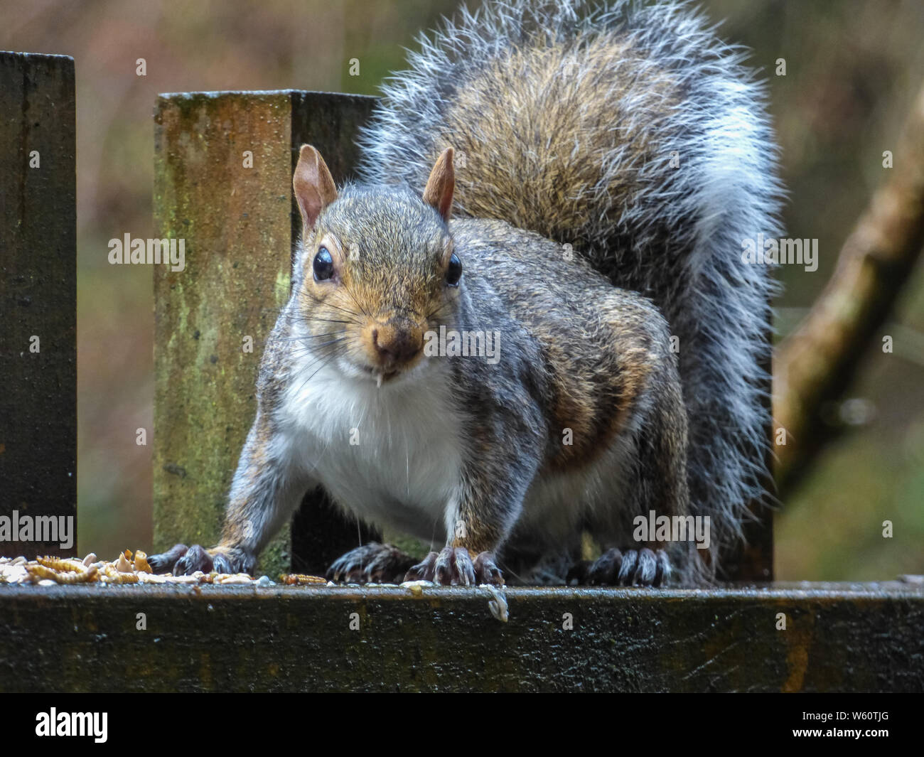 Squirrel Burying Nuts High Resolution Stock Photography and Images Alamy