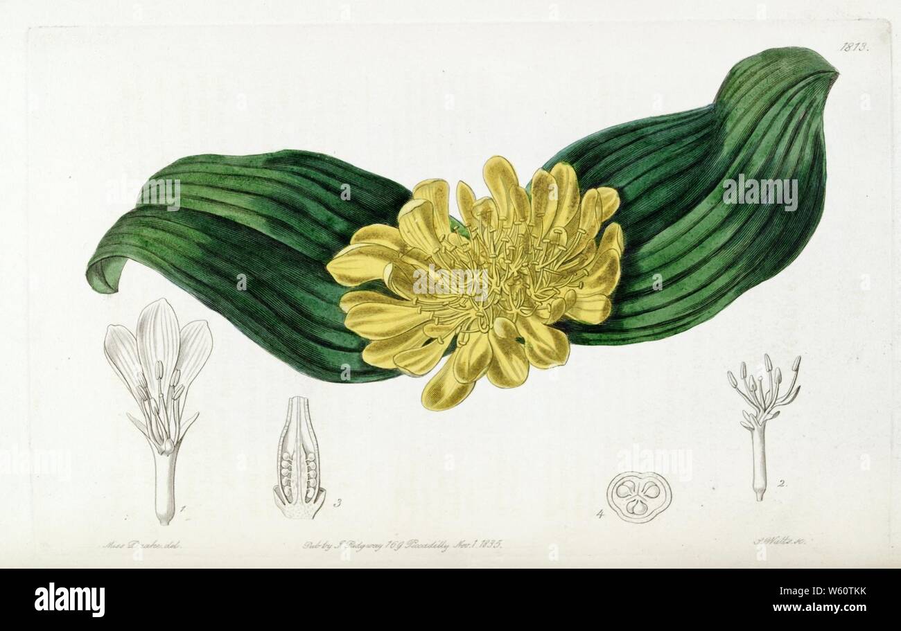Daubenya aurea botanical illustration. Stock Photo