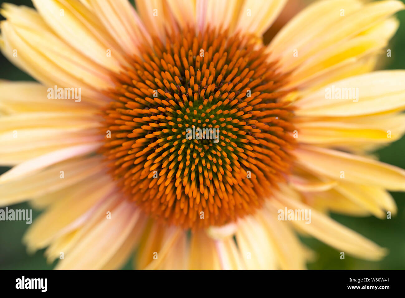 An Echinacea Sombrero Sandy Yellow (Hybrid Yellow Coneflower) flowering in Lower Austria in July Stock Photo