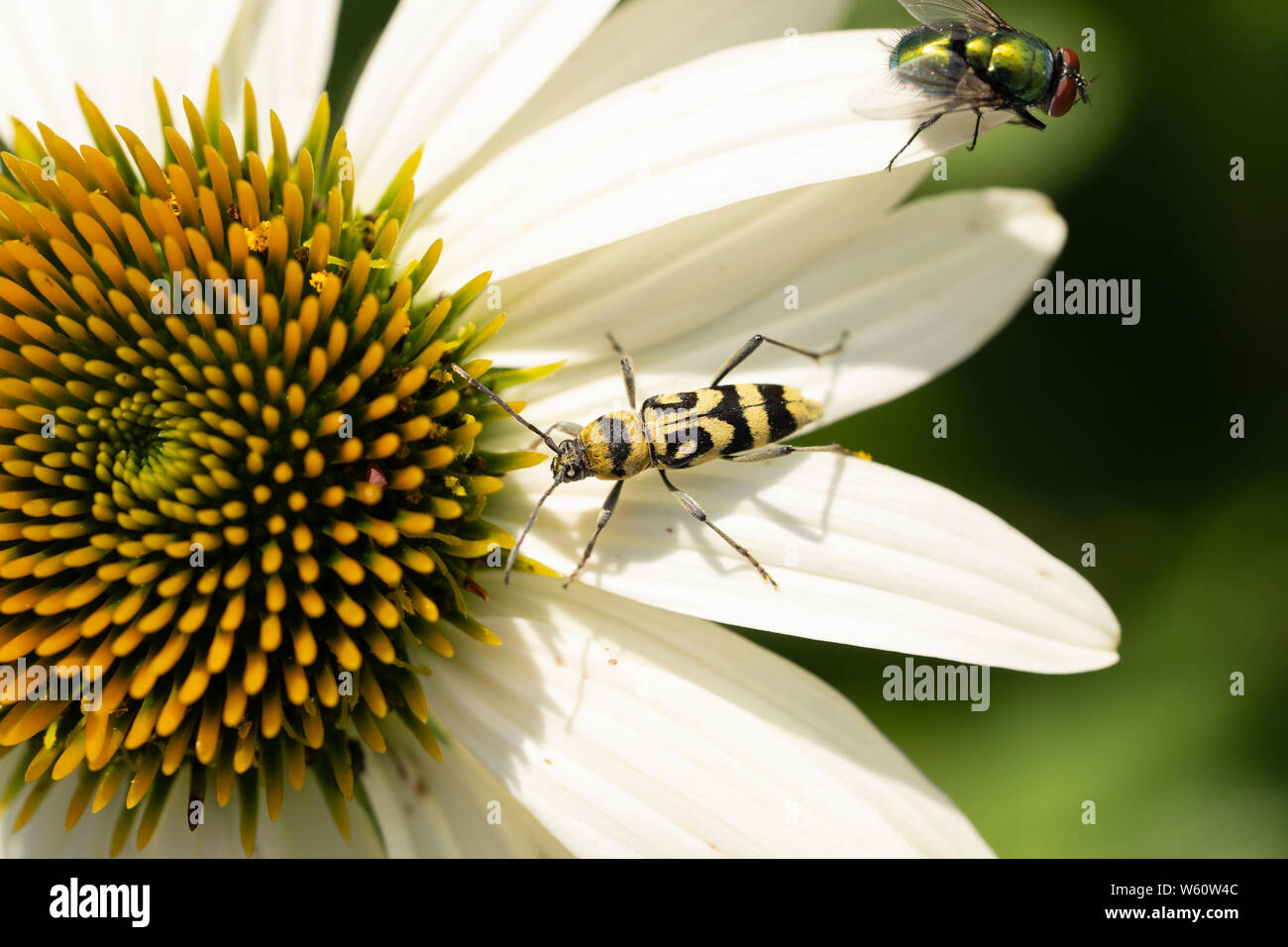 Chlorophorus varius, the grape wood borer, is a species of beetle in the family Cerambycidae. Found on a cone flower in July, Lower Austria Stock Photo