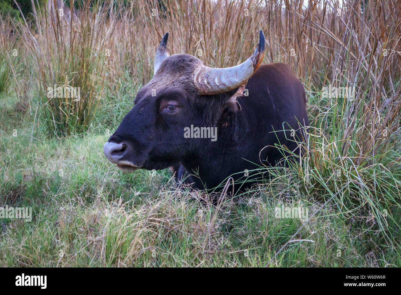 Gaur (Bos gaurus, Indian bison), the largest wild cattle species, Satpura Tiger Reserve (Satpura National Park), Madhya Pradesh, central India Stock Photo