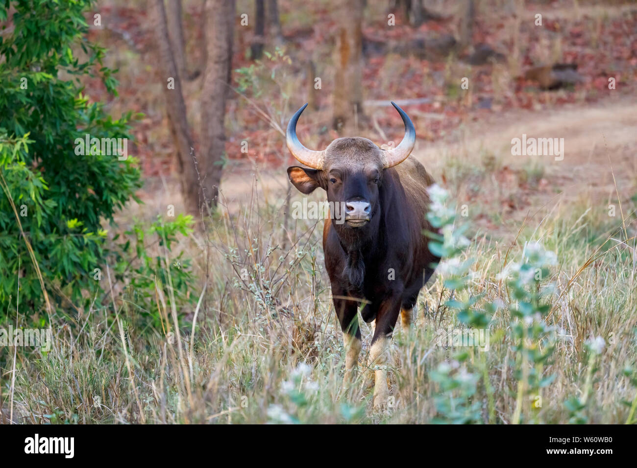 Gaur (Bos gaurus, Indian bison), the largest wild cattle species, Satpura Tiger Reserve (Satpura National Park), Madhya Pradesh, central India Stock Photo