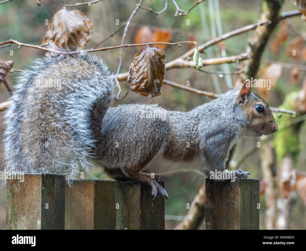 Squirrel Burying Nuts High Resolution Stock Photography and Images Alamy
