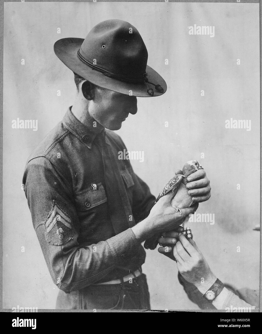 Carrier pigeon war hi-res stock photography and images - Page 2 - Alamy