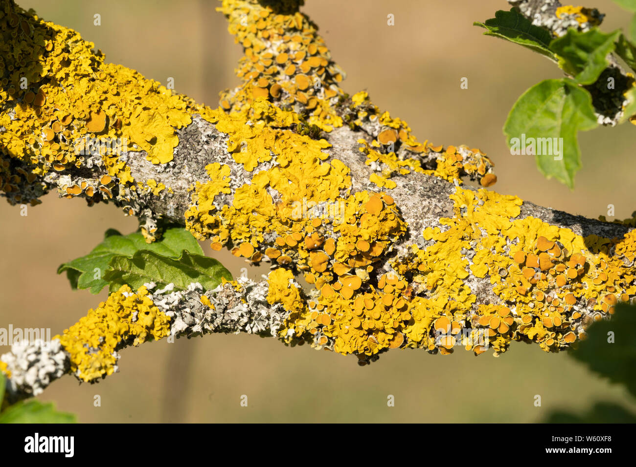 A closeup macro shot of  Xanthoria parietina (also known as common orange lichen, yellow scale, maritime sunburst lichen and shore lichen) Stock Photo