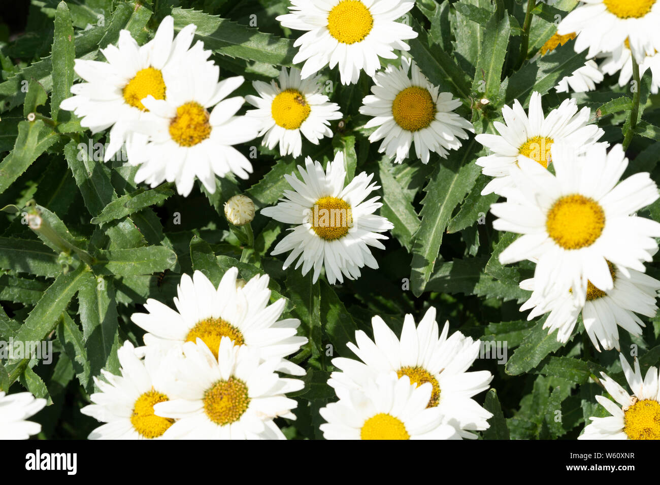 Becky shasta daisies (known as Leucanthemum x superbum, Chrysanthemum x superbum, or Chrysanthemum maximum), flowering in Lower Austria Stock Photo
