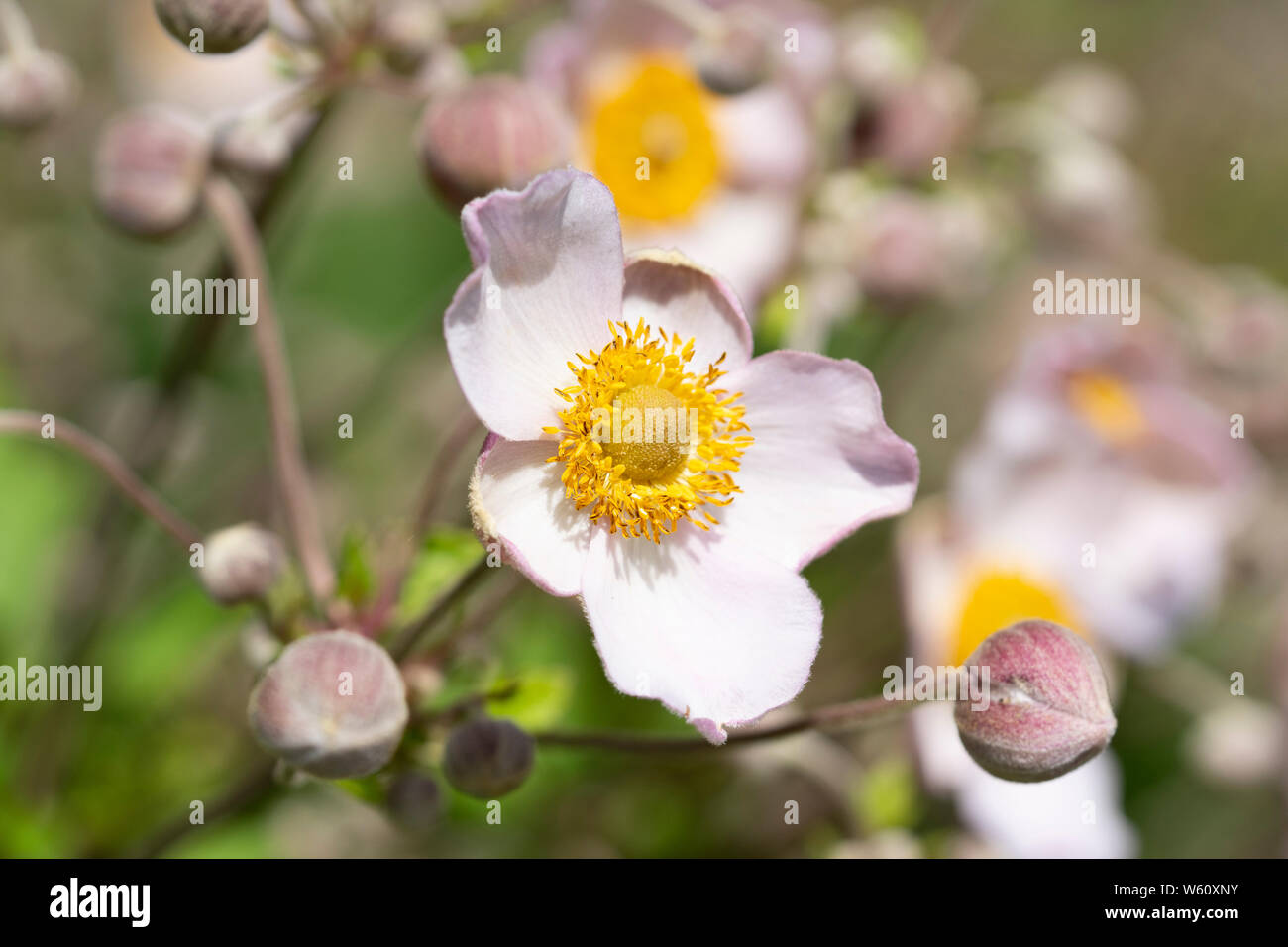 An Anemone hupehensis Ouvertüre flower, or Windflower, (also known as a Japan-Herbst-Anemone in German) growing in Lower Austria, Austria Stock Photo