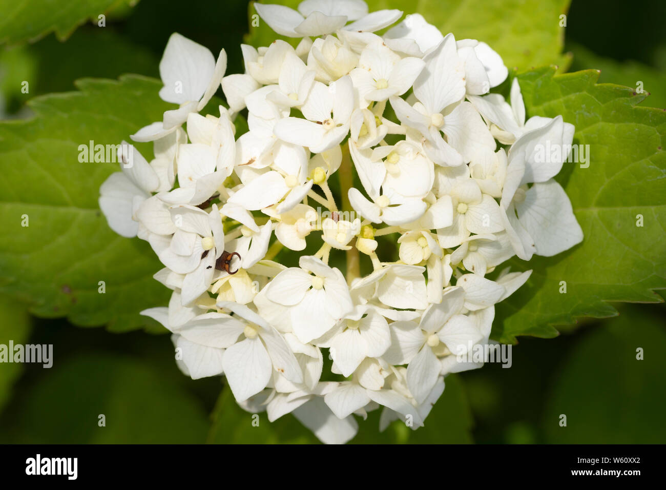Smooth Hydrangea 'Annabelle' (Hydrangea Aborescens) white flowers blooming in Lower Austria Stock Photo