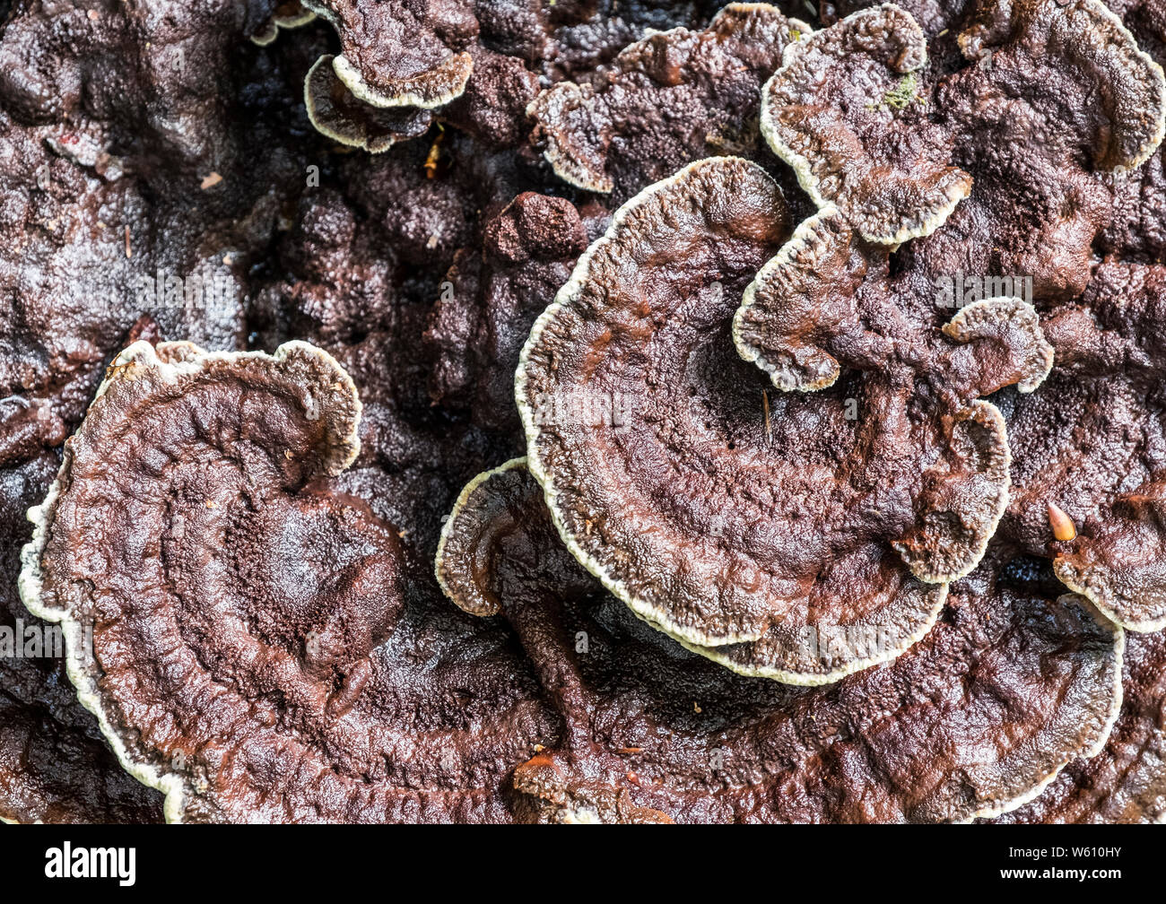 Fungi growing in a Bavarian Forest, Germany, Europe. Stock Photo