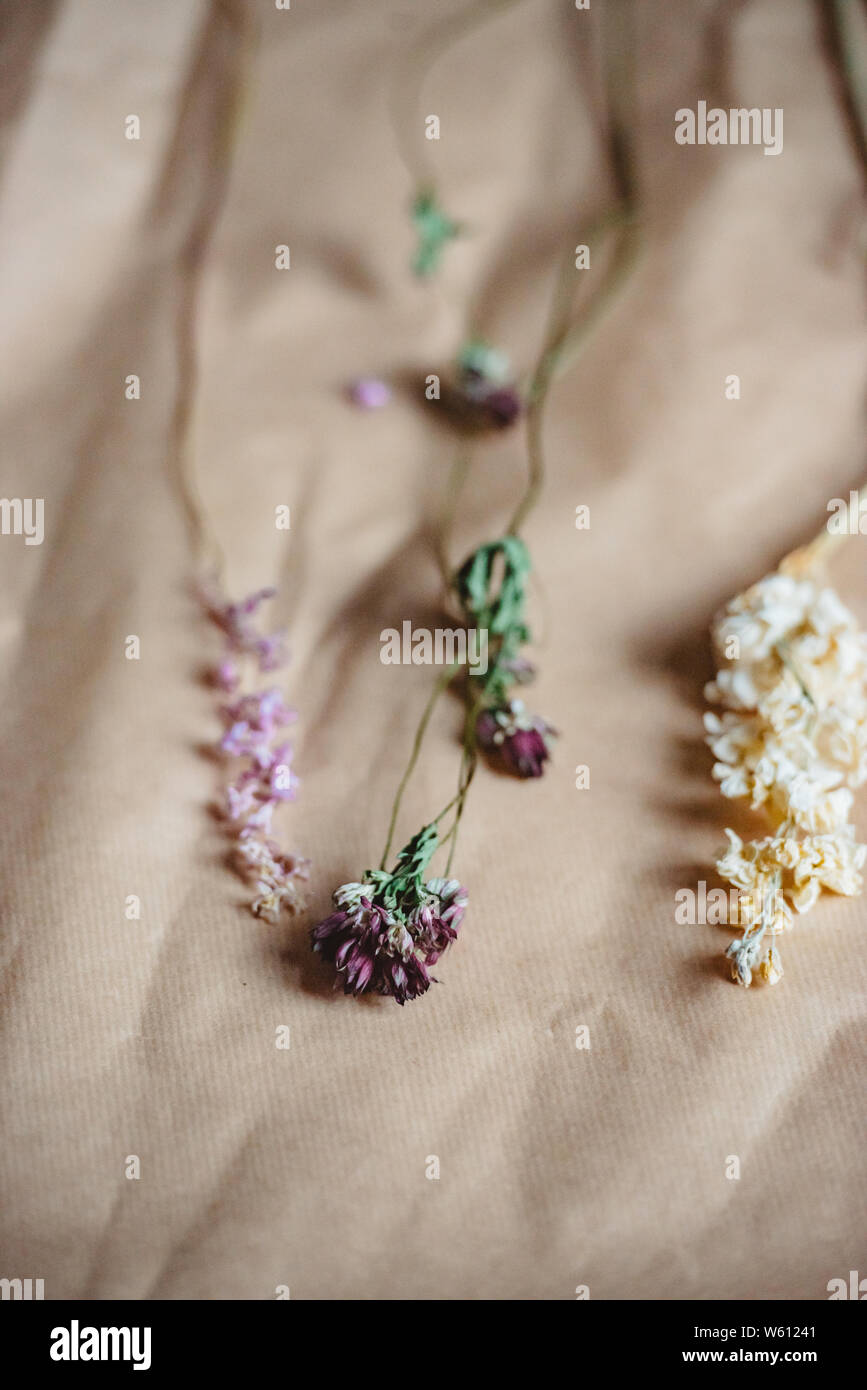 Dried flowers from The Plant Room in Leeds, Yorkshire Stock Photo Alamy