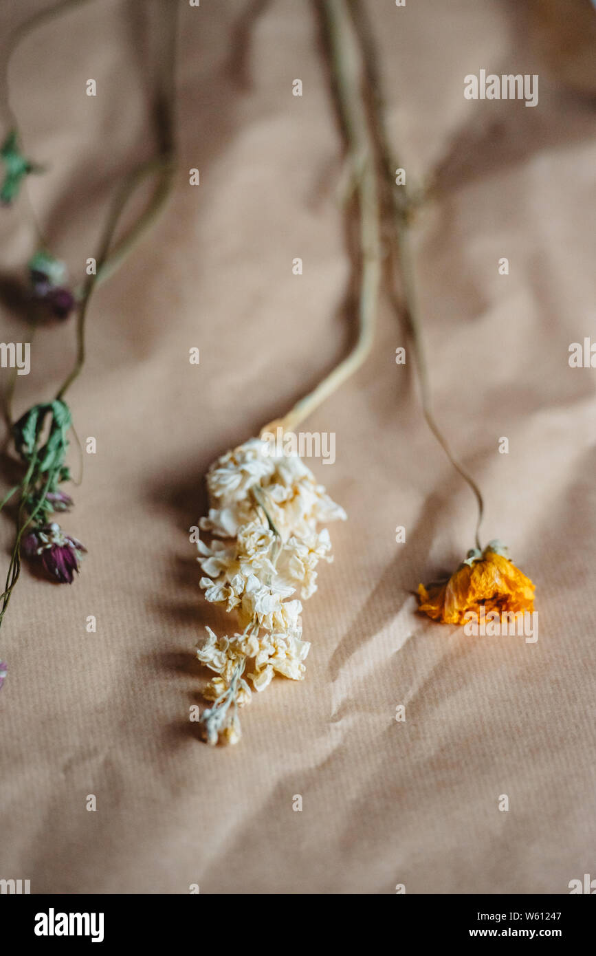Dried flowers from The Plant Room in Leeds, Yorkshire. Stock Photo