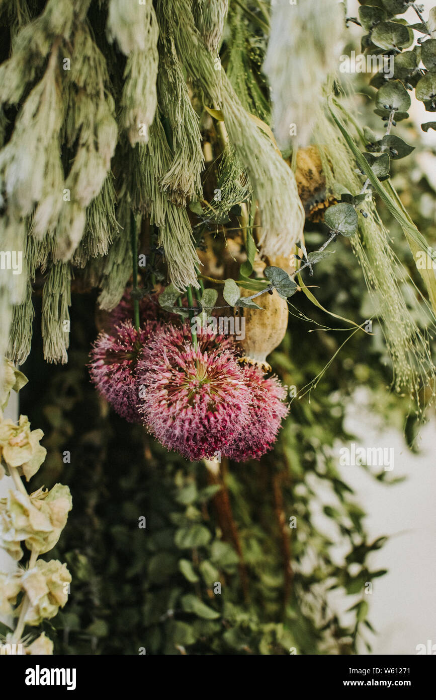 Dried flowers from The Plant Room in Leeds, Yorkshire Stock Photo Alamy