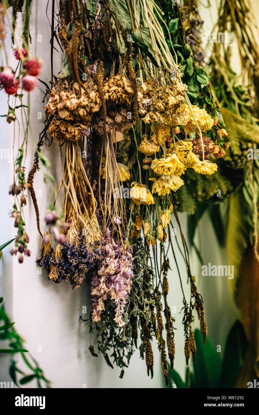Dried flowers from The Plant Room in Leeds, Yorkshire Stock Photo Alamy