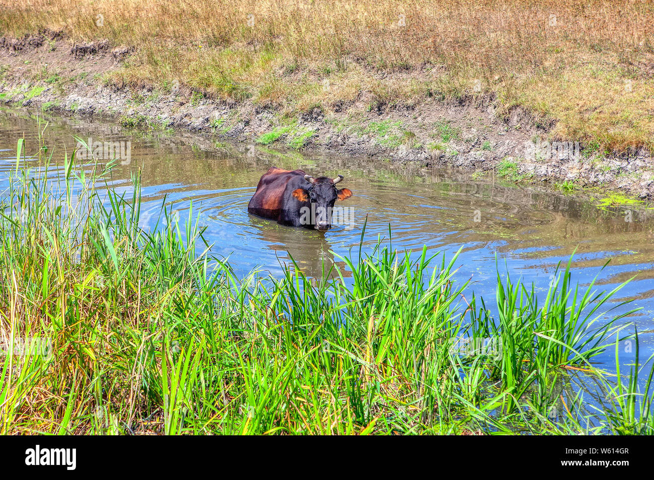 black cow standing in the water in summer Stock Photo - Alamy