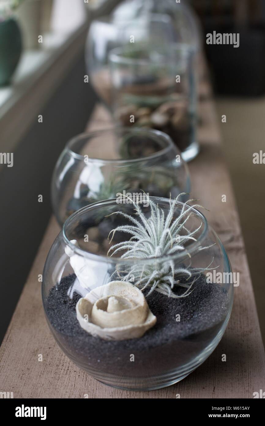 Tillandsia air plants in glass containers Stock Photo Alamy