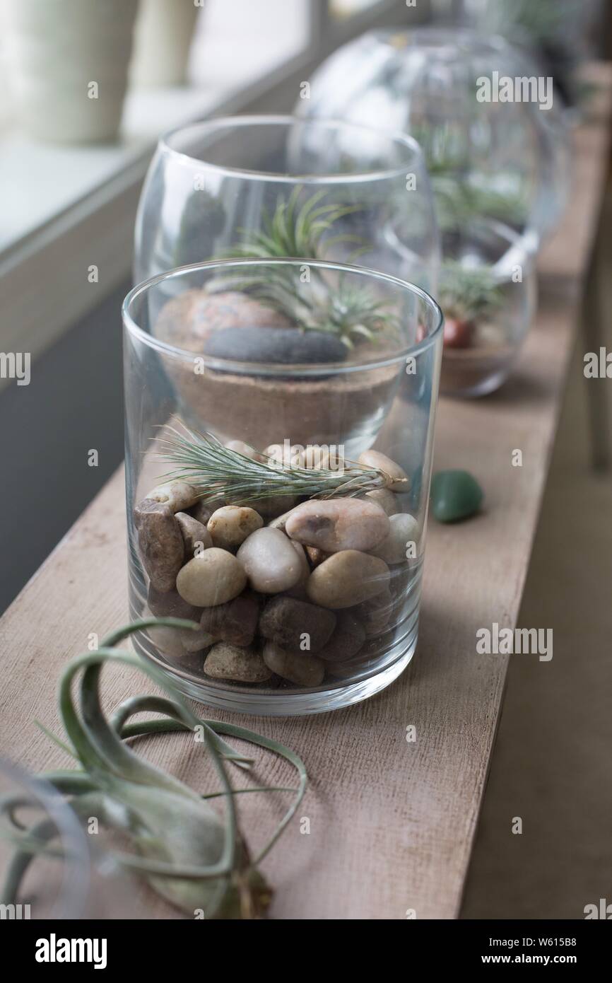 Tillandsia air plants in glass containers Stock Photo Alamy