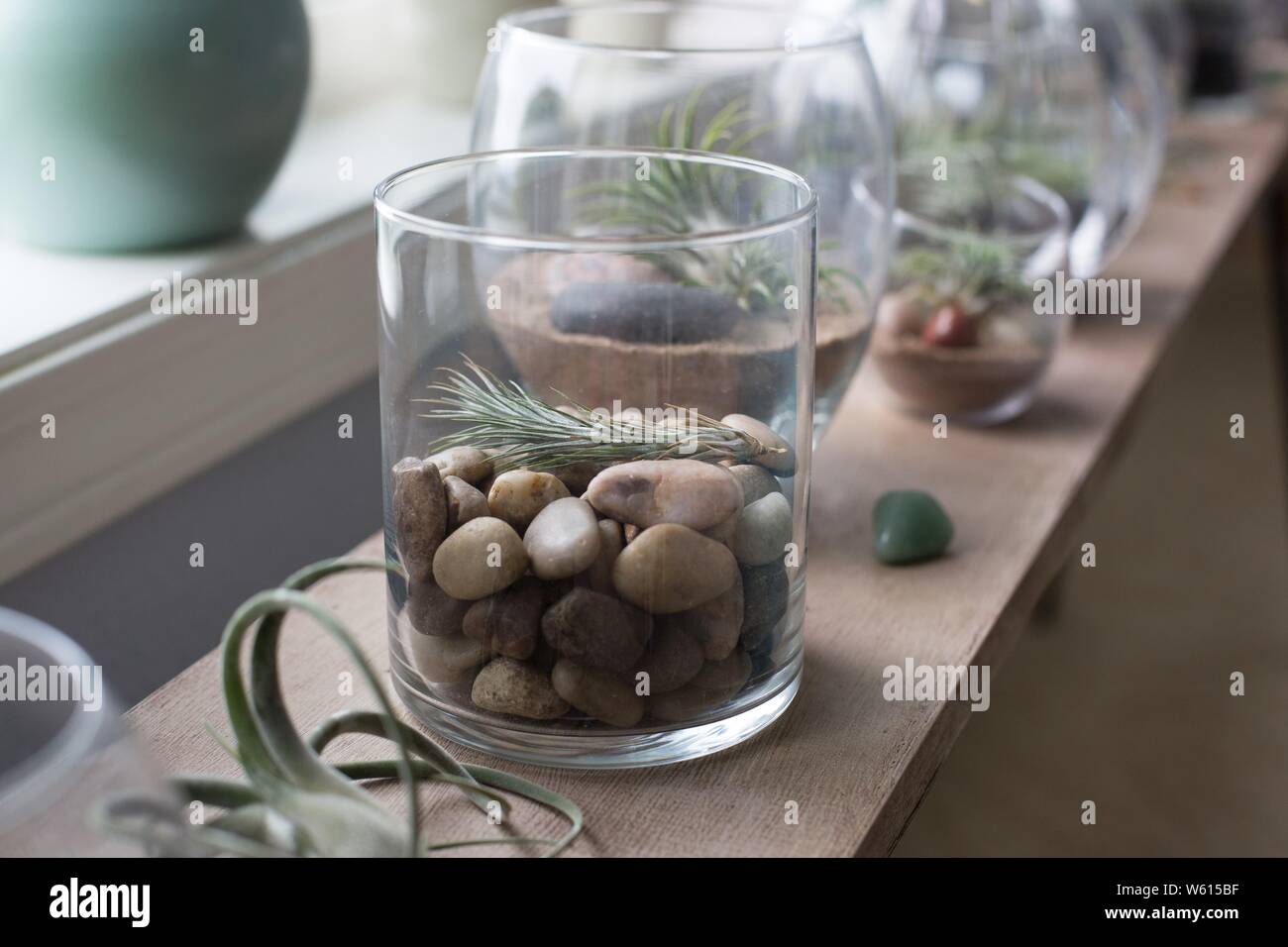 Tillandsia air plants in glass containers Stock Photo Alamy