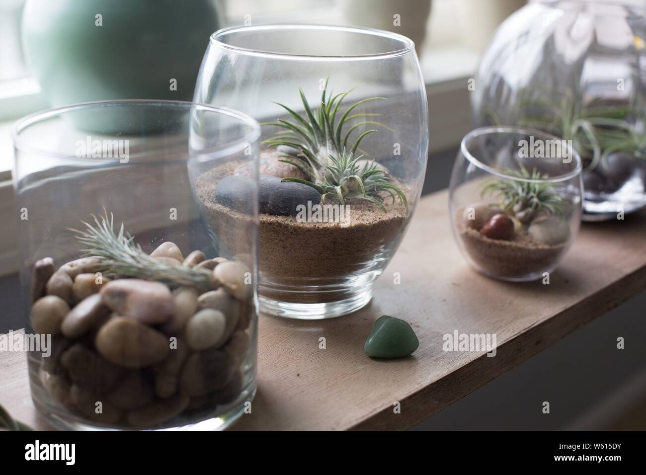 Tillandsia air plants in glass containers Stock Photo Alamy