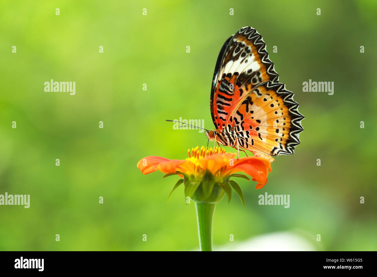 macro image of beautiful butterfly feeding on orange flower and green background in nature Stock Photo
