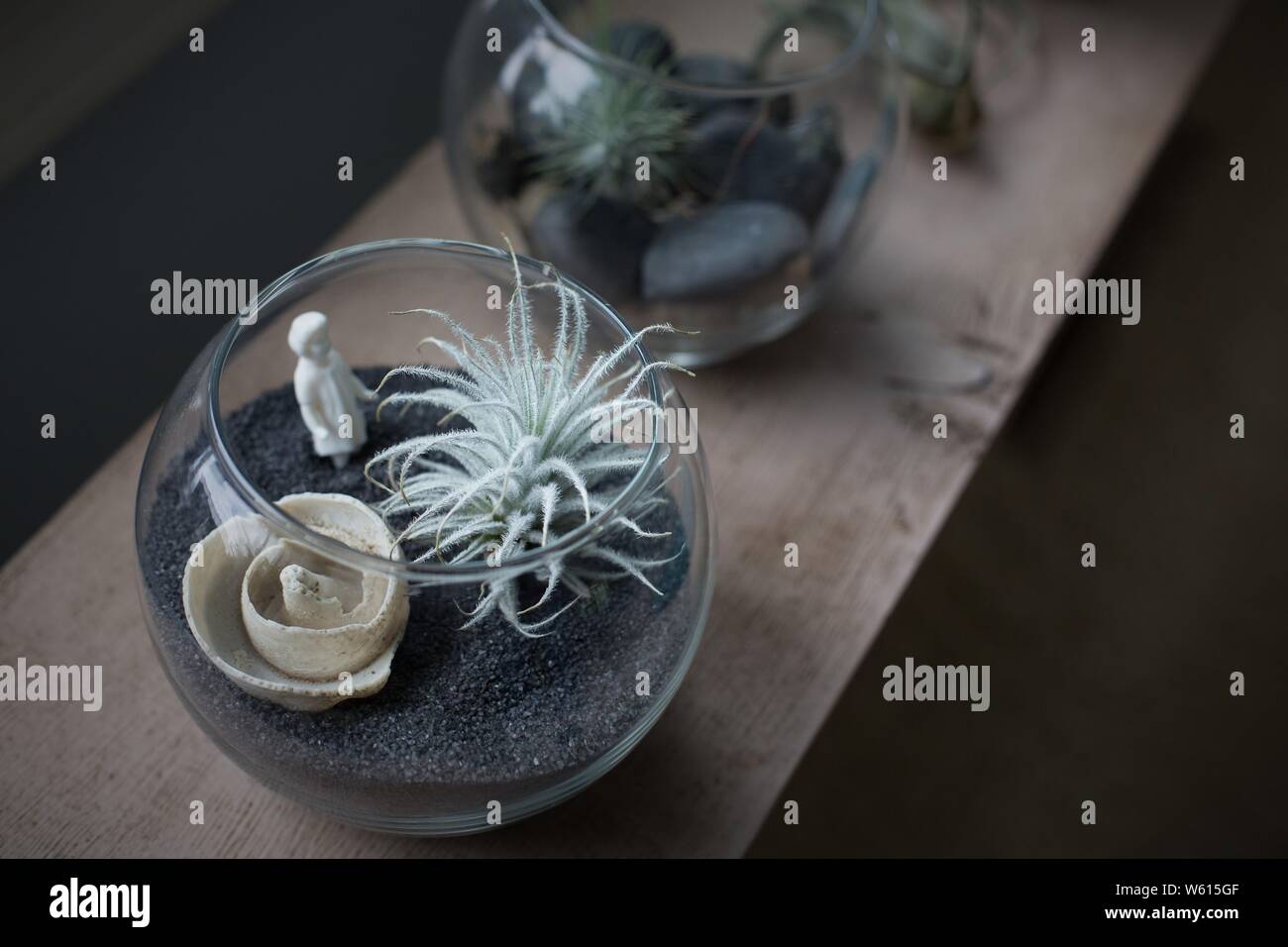 Air plants terrarium hi-res stock photography and images - Alamy