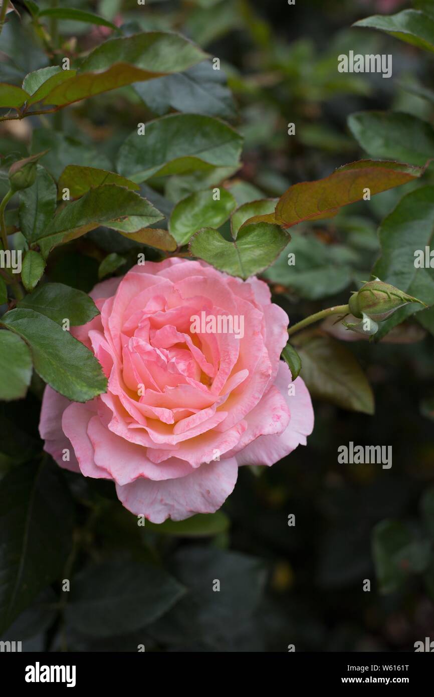 Paul shirville hybrid tea rose hires stock photography and images Alamy