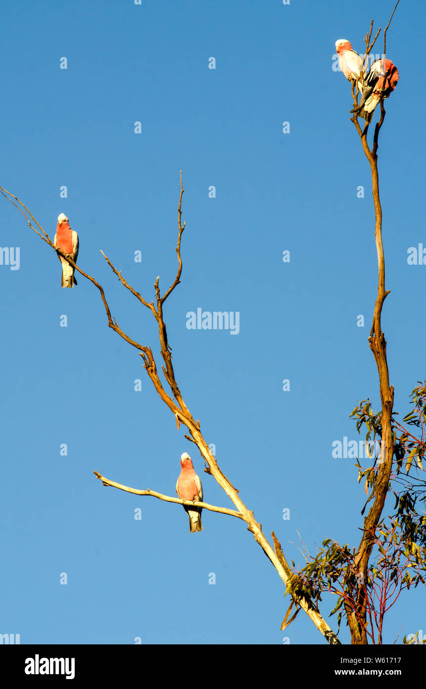 4 Australian Galahs, Cacatua roseicapilla, resting on a dead branch in the late afternoon sun. Stock Photo