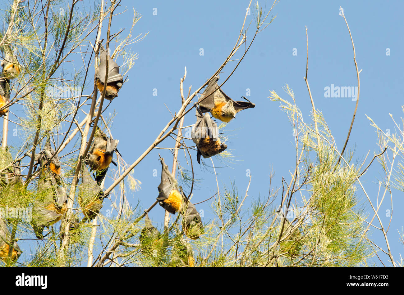 Australian flying foxes in tree hires stock photography and images Alamy