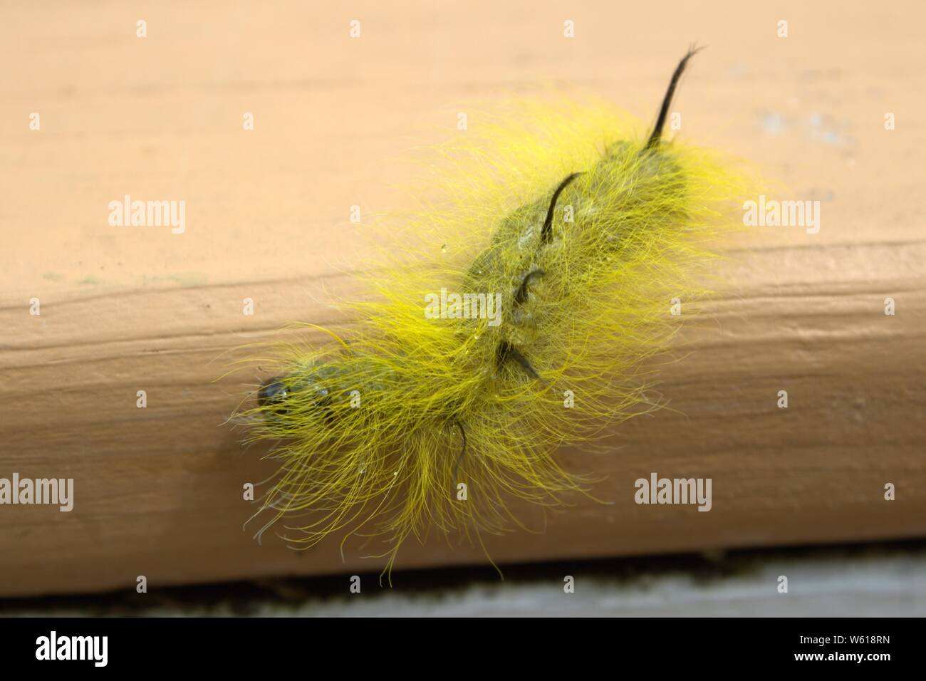 Black Caterpillar Long Hair Stock Photos Black Caterpillar Long