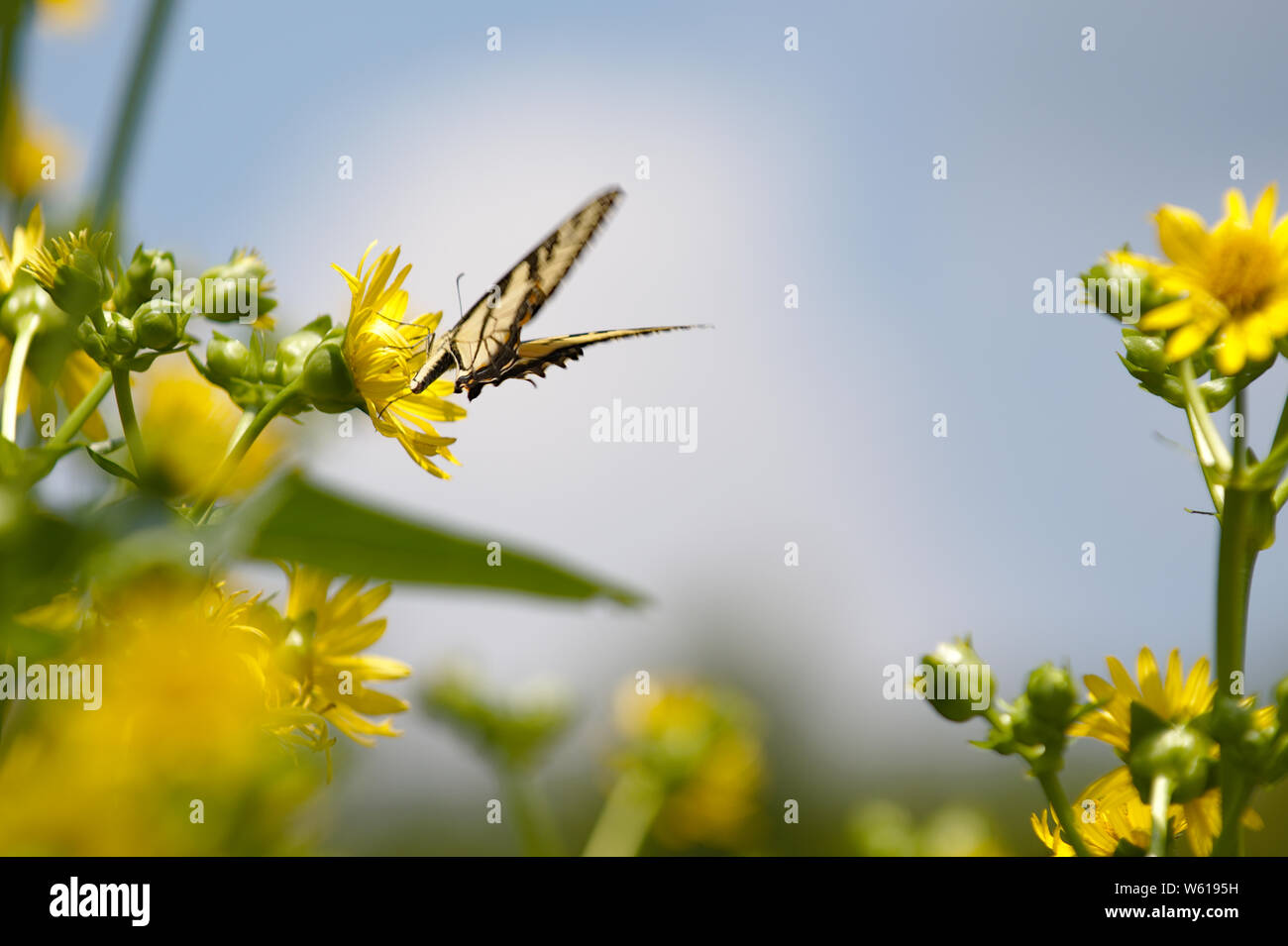 Eastern Tiger Swallowtail on Maximillian Sunflower Stock Photo - Alamy