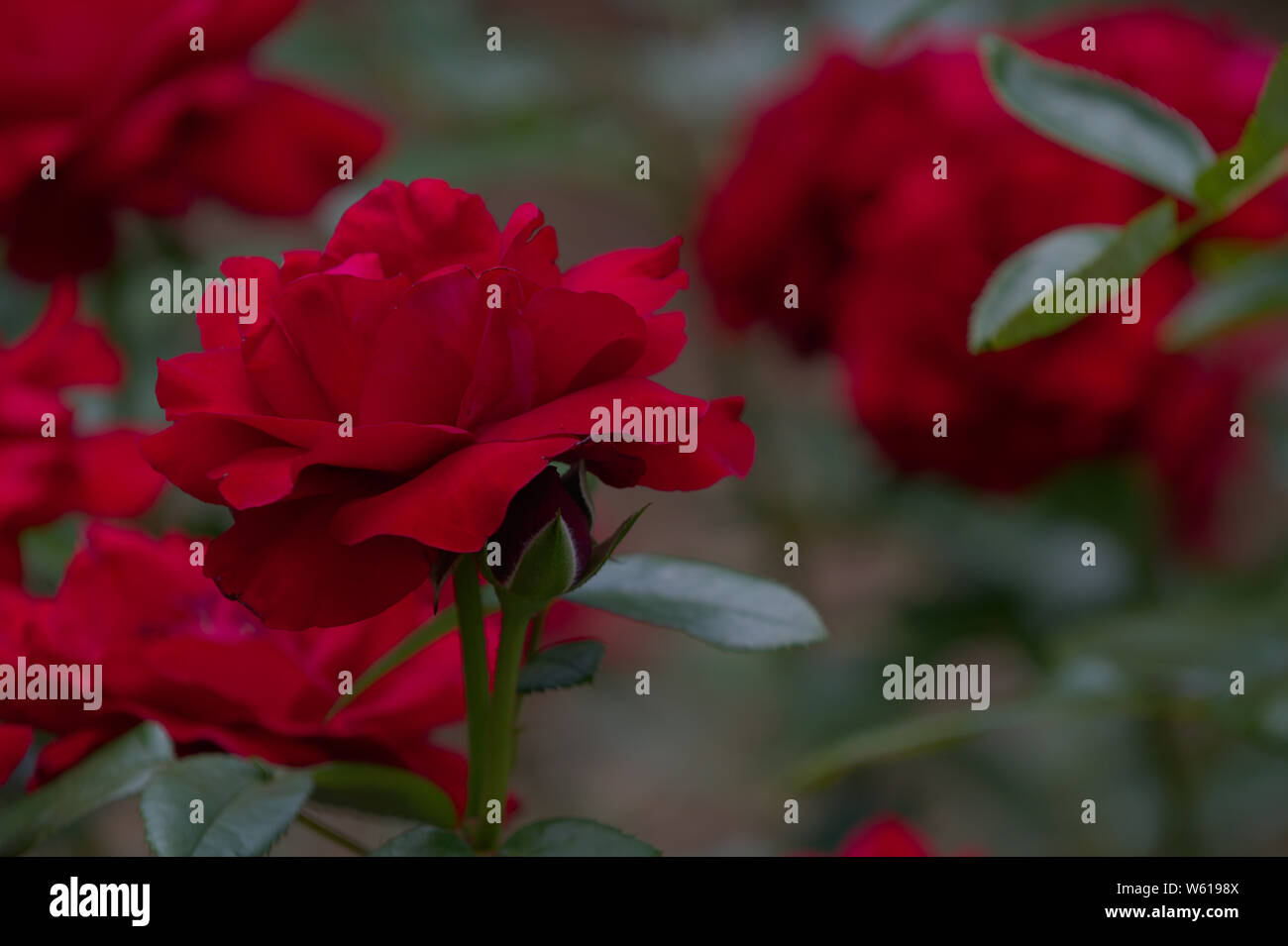 Ice and roses red hi-res stock photography and images - Alamy