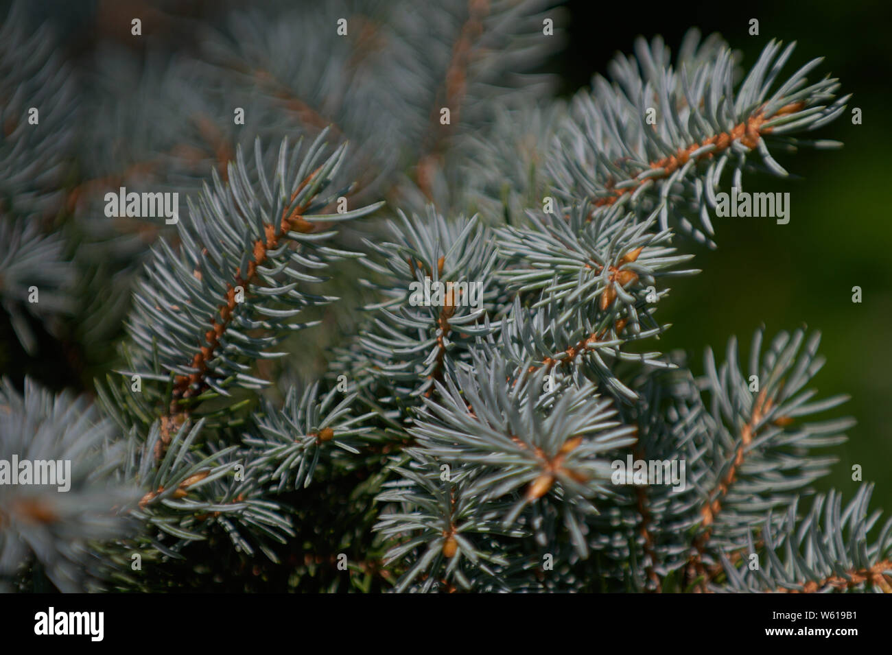 Closeup of Colorado Spruce dwarf pine needles Stock Photo