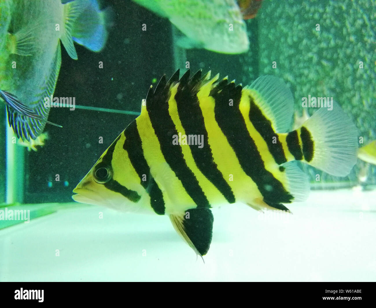 Tiger fish in the aquarium. Stock Photo