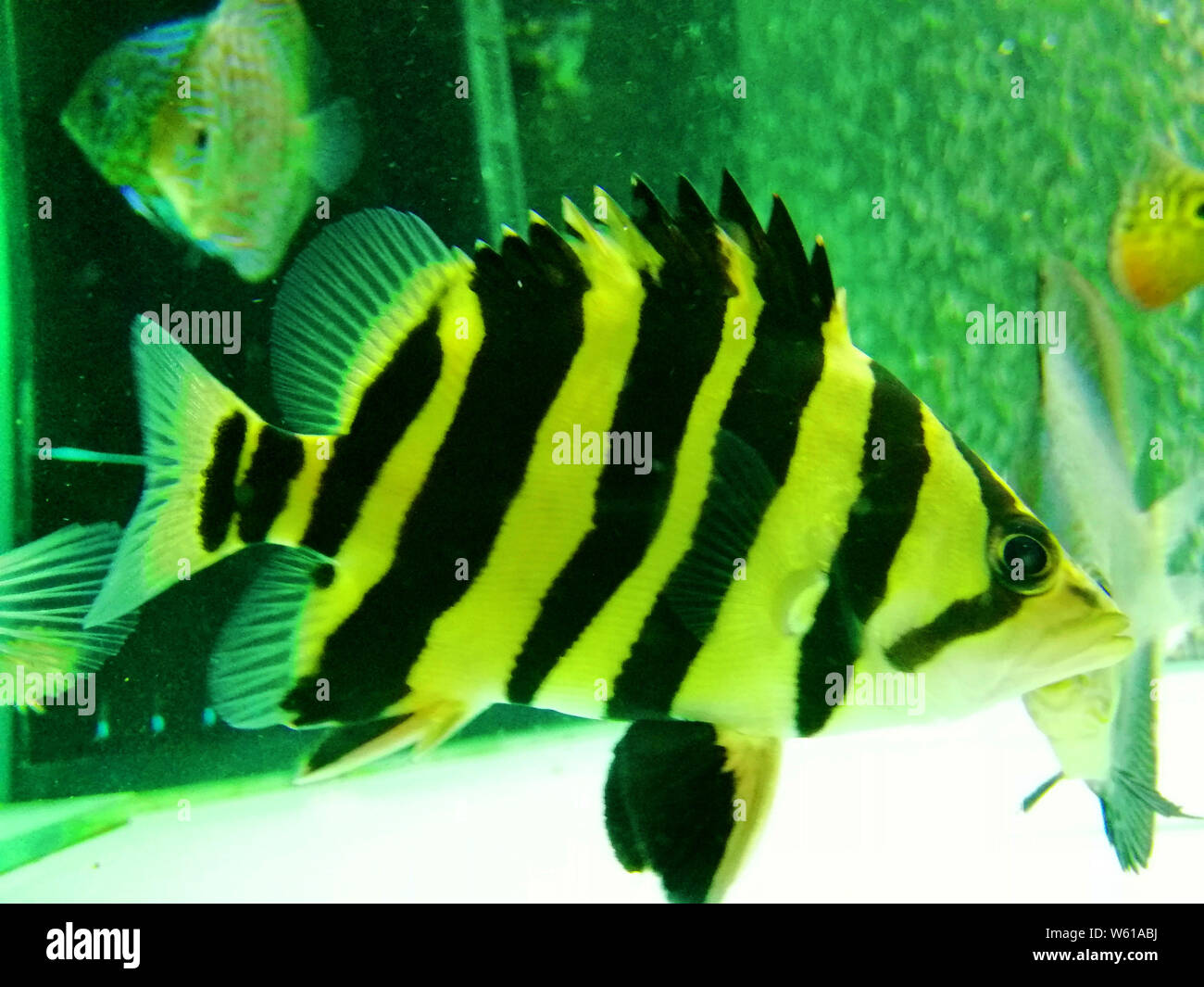 Tiger fish in the aquarium. Stock Photo